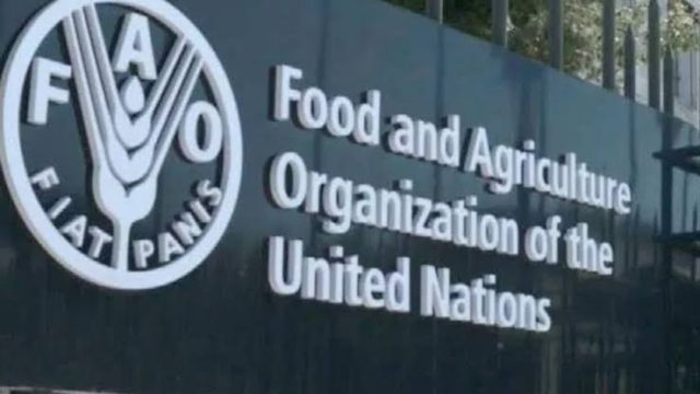 Apply for the FAO Fellowship Program for young professionals 2024